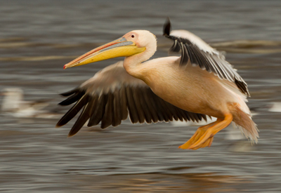 pelican